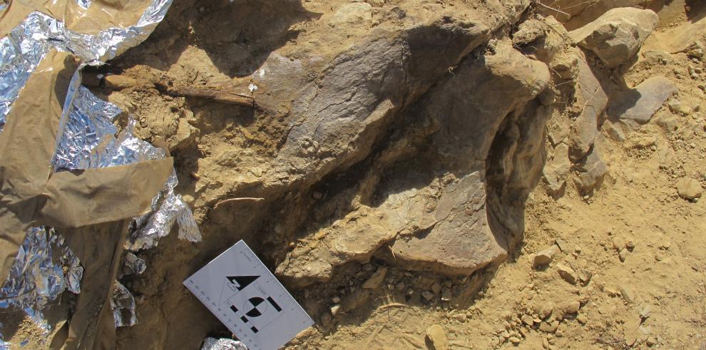 Paleontólogos de Dinópolis descubren un nuevo ejemplar de dinosaurio turiasaurio en Riodeva 