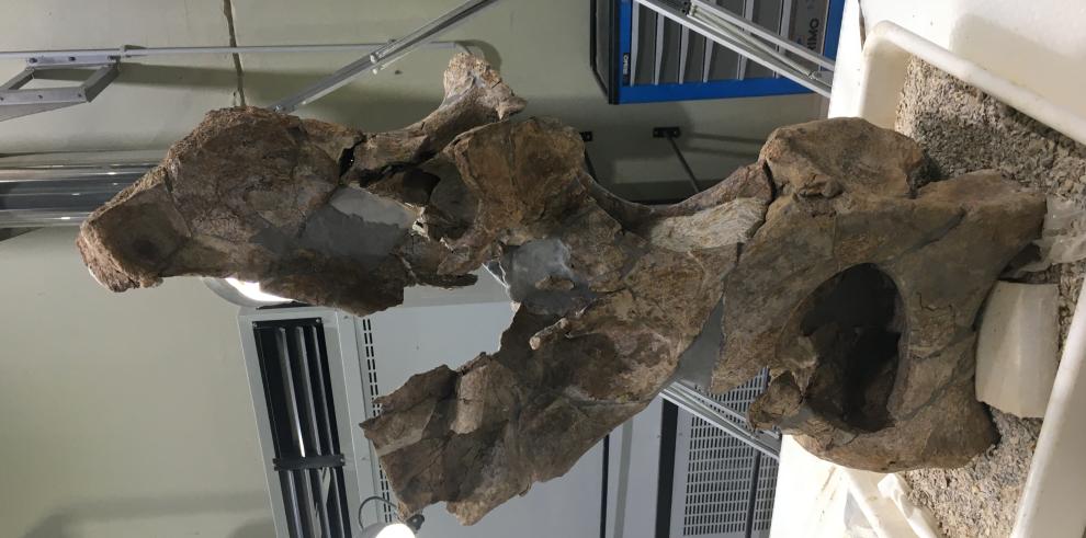 Paleontólogos de Dinópolis descubren un nuevo ejemplar de dinosaurio turiasaurio en Riodeva 