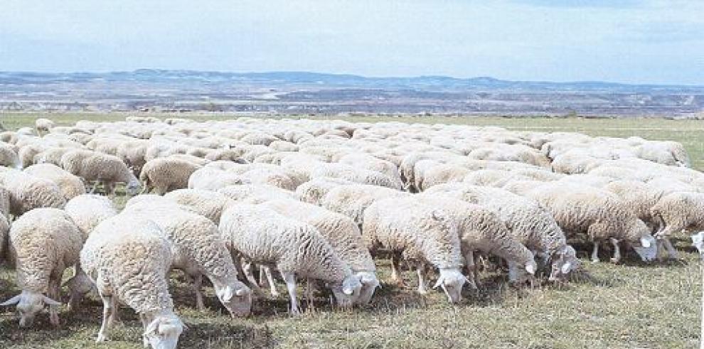 Identificada una tercera variante génica en la raza Rasa aragonesa asociada a la prolificidad 