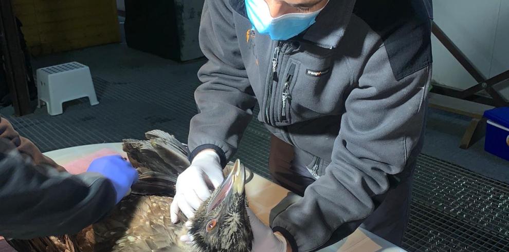 Dos nuevos pollos de quebrantahuesos aragoneses viajan hasta los Picos de Europa