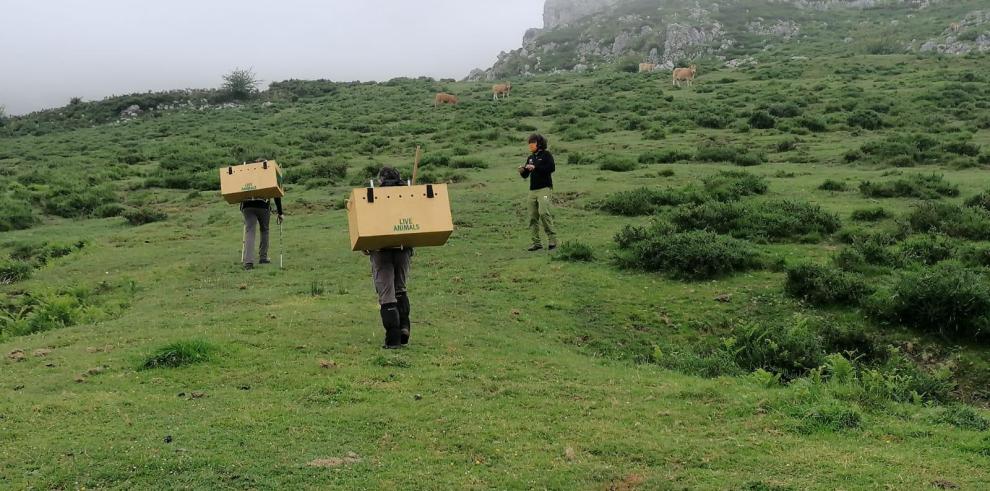 Dos nuevos pollos de quebrantahuesos aragoneses viajan hasta los Picos de Europa