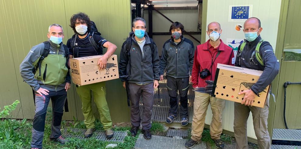 Dos nuevos pollos de quebrantahuesos aragoneses viajan hasta los Picos de Europa