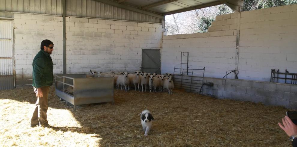 El Centro de Transferencia Agroalimentaria mejora la funcionalidad del Mastín del Pirineo