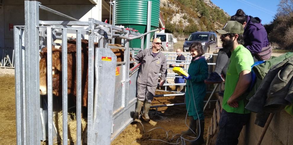 OPTIBOVIS, el proyecto para optimizar la producción de vacas nodrizas, avanza mostrando los primeros resultados