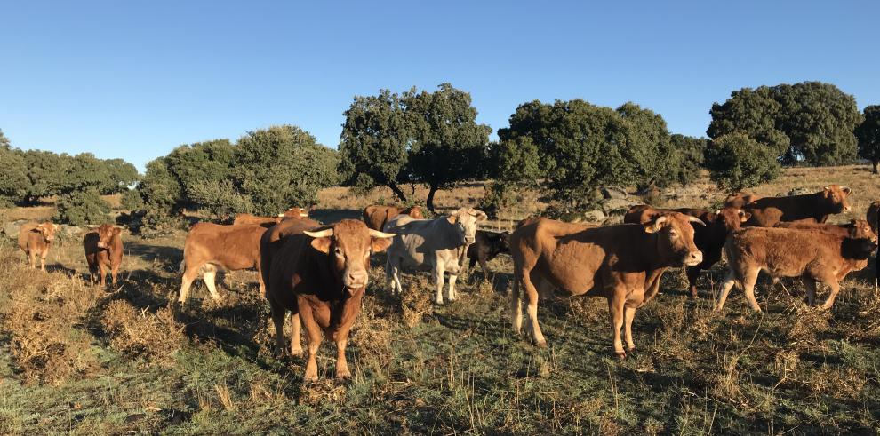 El CITA ha colaborado con Castilla y León en el estudio de la correcta alimentación de las vacas nodrizas  