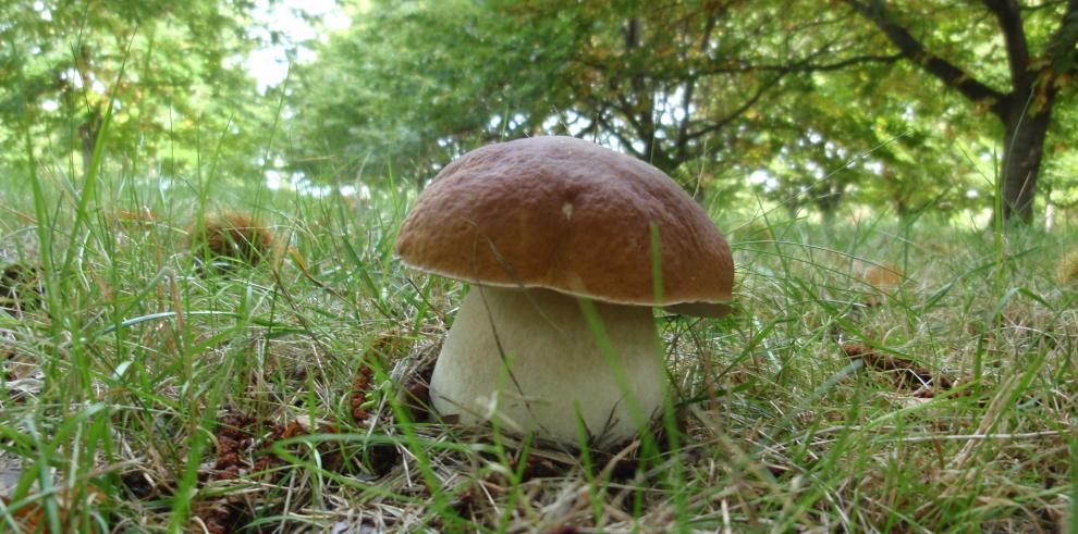 El proyecto MicoAragón del CITA organiza un curso de Buenas prácticas en la manipulación y cocinado de los hongos silvestres comestibles