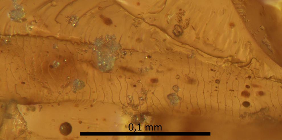 Una investigación en la que participa Dinópolis halla restos de plumas de dinosaurio y restos de vertebrados conservados en ámbar extraído en Teruel