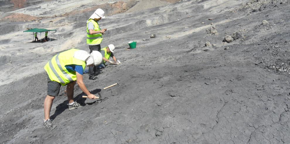 Una investigación en la que participa Dinópolis halla restos de plumas de dinosaurio y restos de vertebrados conservados en ámbar extraído en Teruel