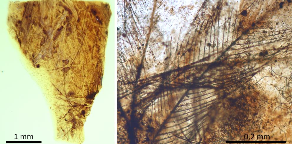 Una investigación en la que participa Dinópolis halla restos de plumas de dinosaurio y restos de vertebrados conservados en ámbar extraído en Teruel