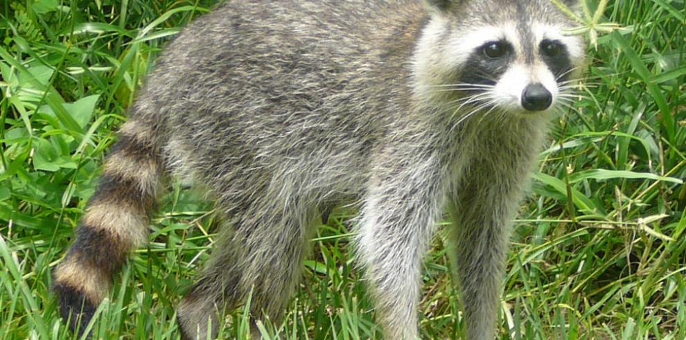 Localizado un mapache atropellado junto a Quinto de Ebro