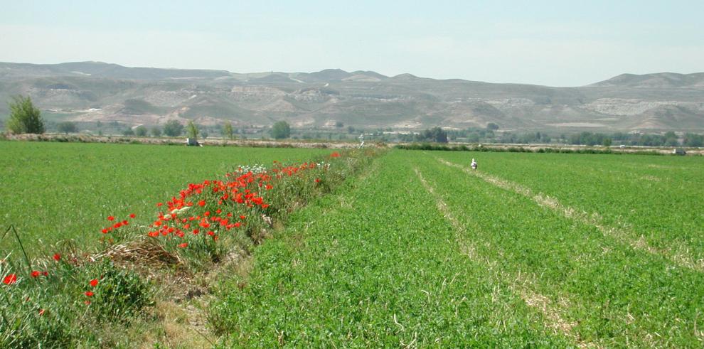 Investigadores del CITA colaboran en la Guía de la Gestión Integrada de Plagas de la Alfalfa