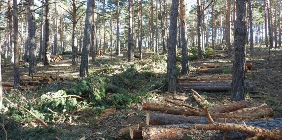 Aragón subasta 12 aprovechamientos maderables en montes propiedad de la comunidad y montes consorciados