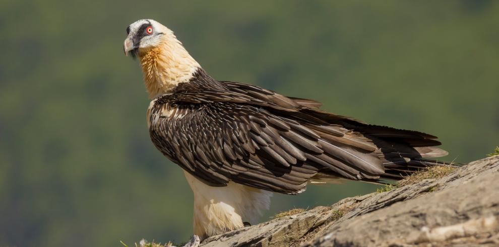 El quebrantahuesos intenta criar por primera vez en el Moncayo