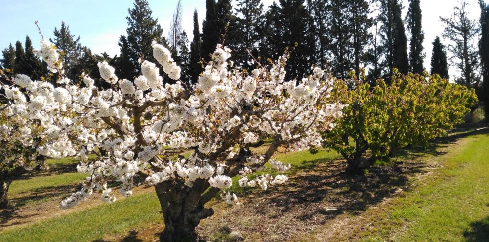 Identifican regiones y variantes del genoma de cerezo que ayudarán a adaptar su cultivo a zonas más cálidas y al incremento de temperaturas asociadas al calentamiento global