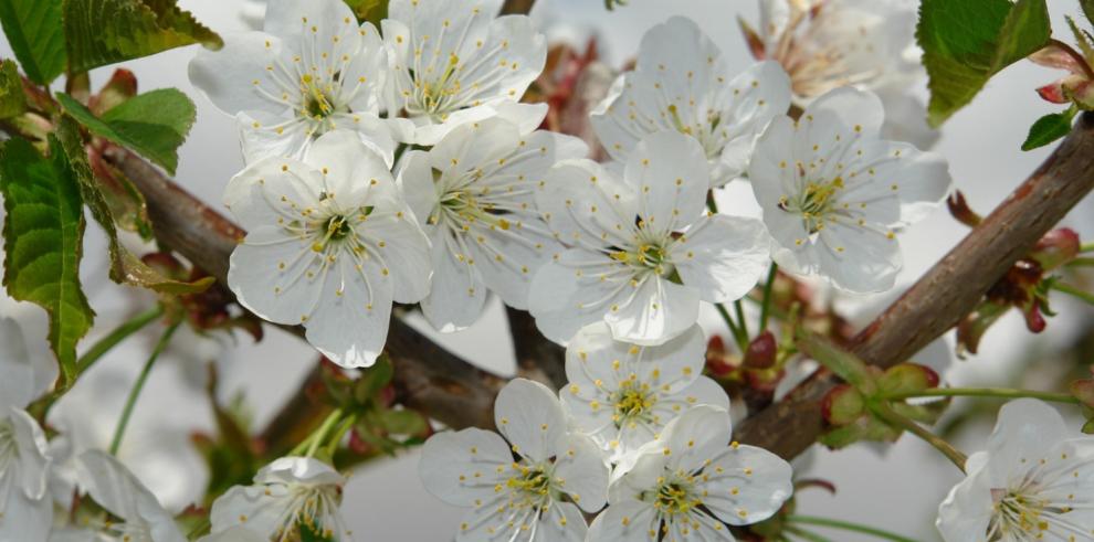 Identifican regiones y variantes del genoma de cerezo que ayudarán a adaptar su cultivo a zonas más cálidas y al incremento de temperaturas asociadas al calentamiento global