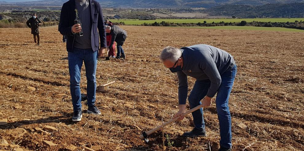Aporte de 2.000 carrascas contra el cambio climático en Ascara, cerca de Jaca
