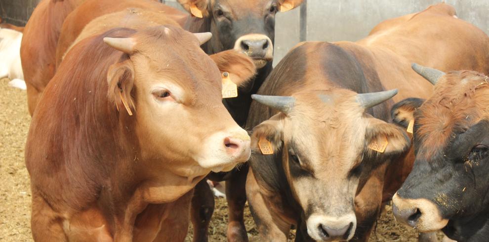 Los agricultores y ganaderos turolenses tendrán una ayuda complementaria a través del FITE