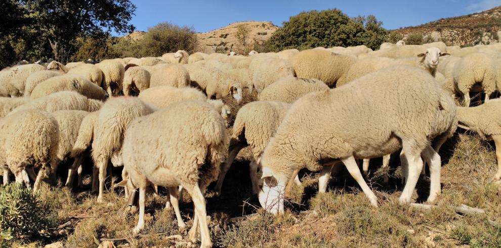 Más de medio millón de euros para los ganaderos con explotaciones en zonas con presencia continuada de lobo y oso