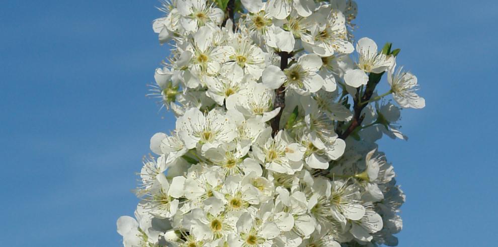 El CITA investigará el reposo y desarrollo de la flor en frutales de clima templado