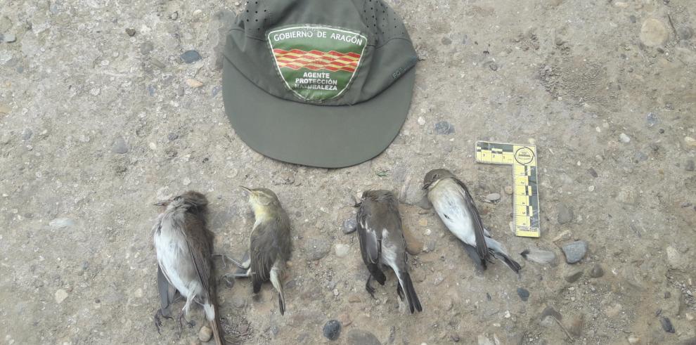 El Departamento de Agricultura denuncia la captura de aves protegidas con cepos en la zona del Moncayo