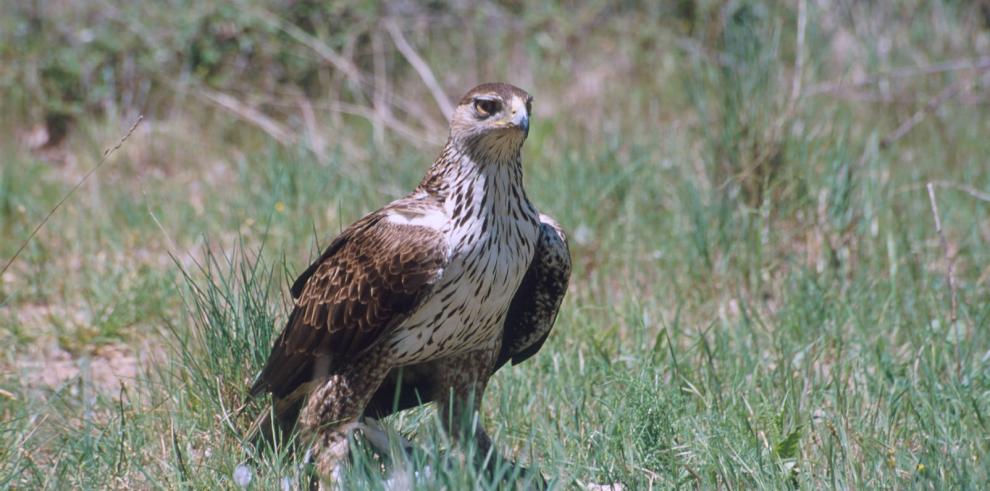 El Gobierno de Aragón somete a información pública el Decreto por el que se crea el Listado Aragonés de Especies Silvestres en Régimen de Protección Especial (LAESRPE) 