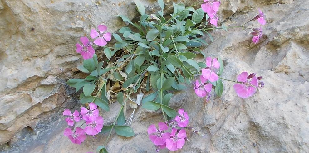 El Gobierno de Aragón somete a información pública el Decreto por el que se crea el Listado Aragonés de Especies Silvestres en Régimen de Protección Especial (LAESRPE) 