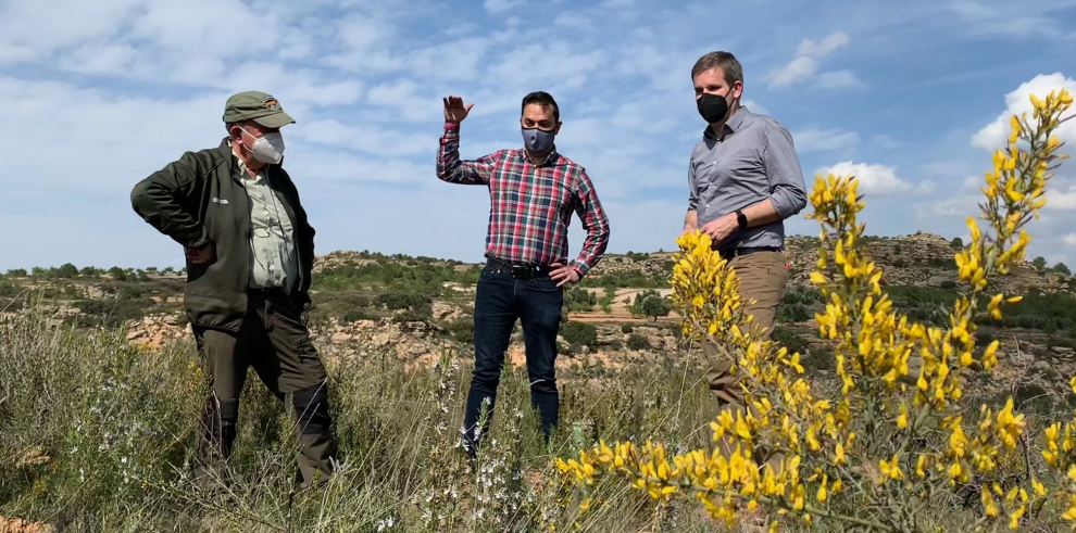 Agricultura repuebla siete hectáreas de monte en Alcañiz con 5.000 ejemplares de pino carrasco y coscoja, en una zona devastada por un incendio en 2016