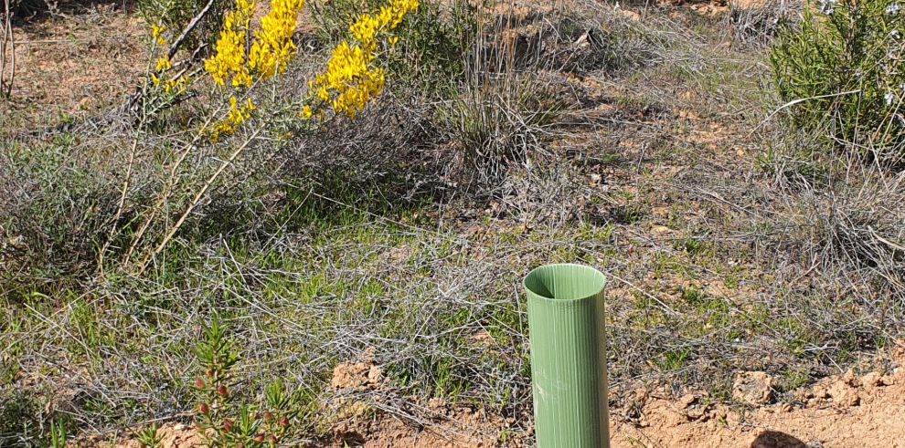 Agricultura repuebla siete hectáreas de monte en Alcañiz con 5.000 ejemplares de pino carrasco y coscoja, en una zona devastada por un incendio en 2016