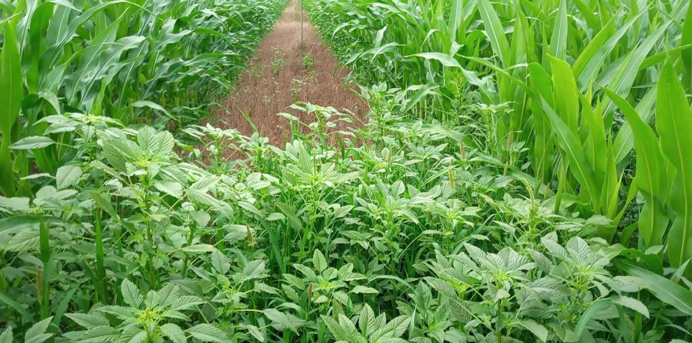 El CITA coordina un proyecto para el control de la mala hierba Amaranthus palmeri