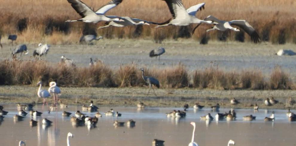 Más de 19.000 grullas descansan ya en la laguna de Gallocanta 