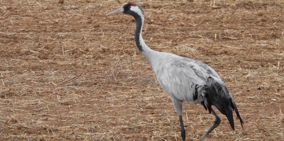 Más de 19.000 grullas descansan ya en la laguna de Gallocanta 