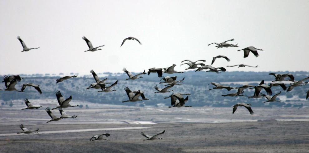 Más de 19.000 grullas descansan ya en la laguna de Gallocanta 