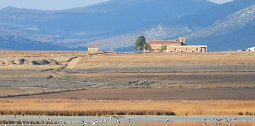 Más de 19.000 grullas descansan ya en la laguna de Gallocanta 