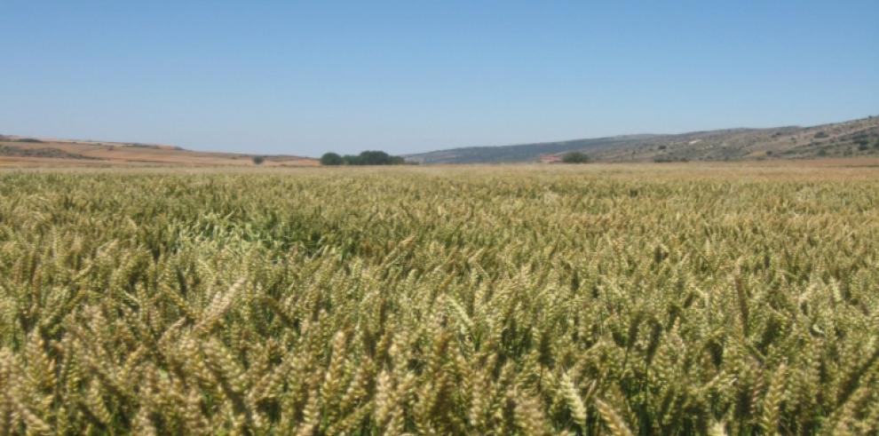 El CITA, la Asociación Provincial de Panaderos de Teruel y Cereales Teruel organizan una degustación de productos elaborados en el proyecto Pan de Teruel