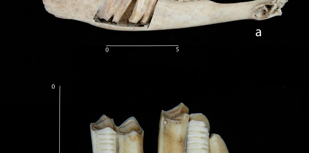 Investigaciones en las que participan técnicos aragoneses certifican que la cueva de Els Trocs fue ocupada por los primeros pastores trashumantes de Europa 