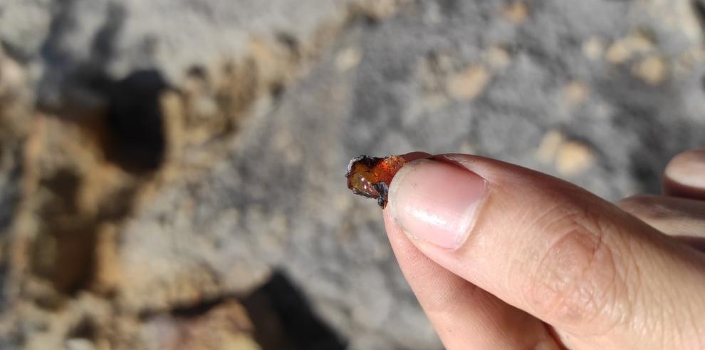 Una campaña de excavación descubre nuevas piezas de ámbar del yacimiento de Sant Just en Utrillas