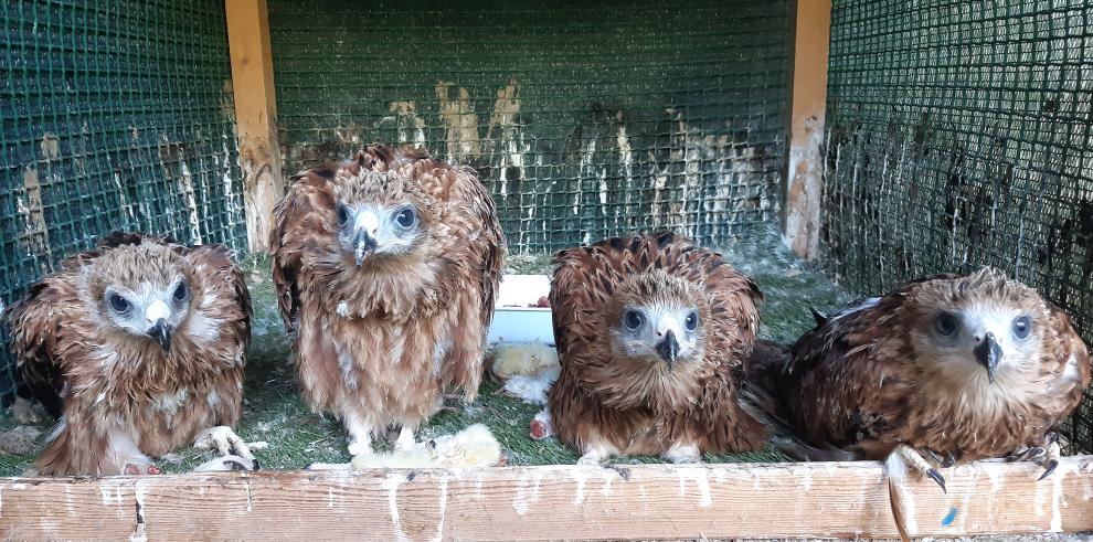 Los milanos reales nacidos en cautividad en Aragón reforzarán las reducidas poblaciones de esta especie en Andalucía 