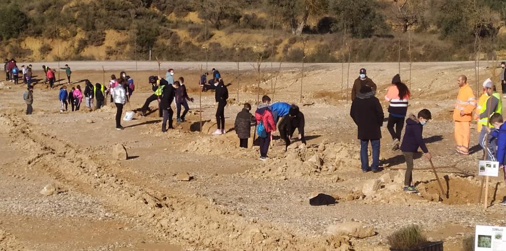 Escolares de Maella protagonizan una jornada de reforestación tras las obras de acondicionamiento de la carretera