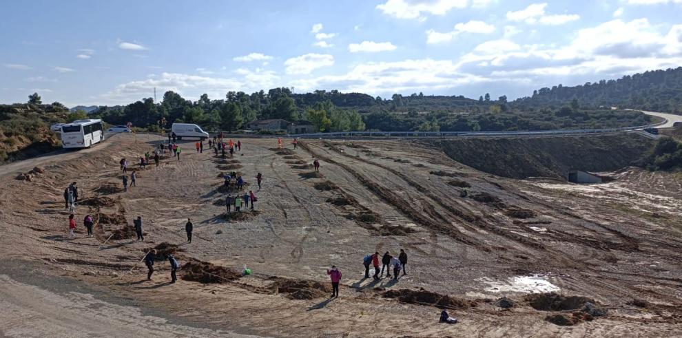 Escolares de Maella protagonizan una jornada de reforestación tras las obras de acondicionamiento de la carretera