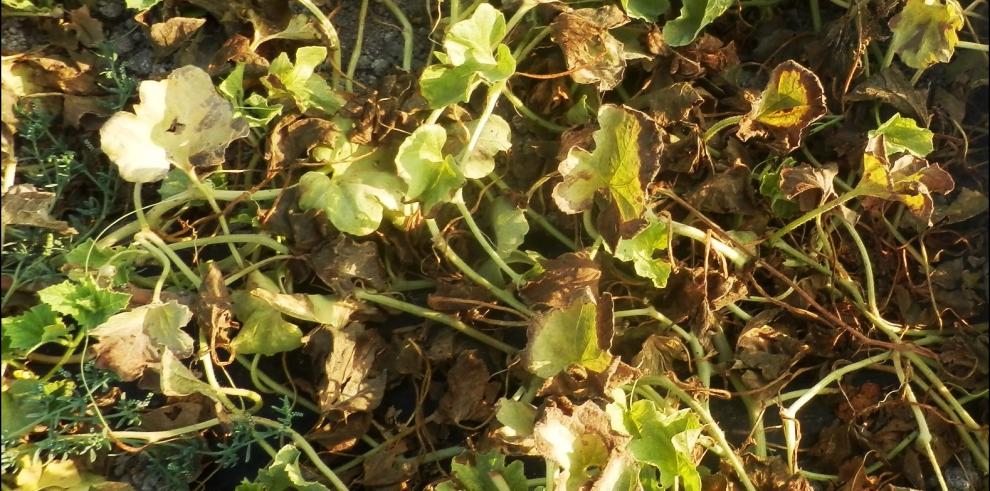 El CITA  lucha contra las amenazas en el cultivo  del melón y la sandía 