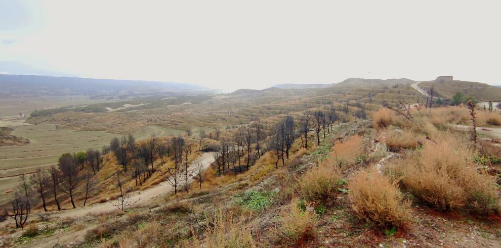 Medio Natural destina 2,6 millones de euros a restaurar zonas afectadas por grandes incendios forestales   