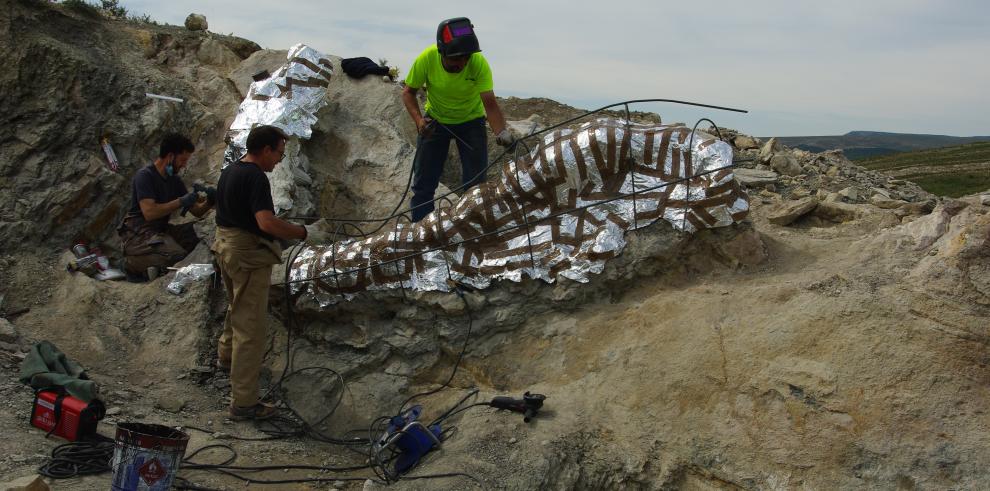 Recuperada una columna vertebral de un dinosaurio gigante en Teruel