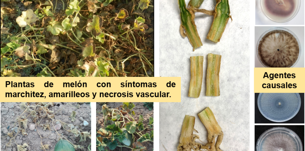 Investigadoras del CITA participan en el XVI Congreso Nacional de Ciencias Hortícolas