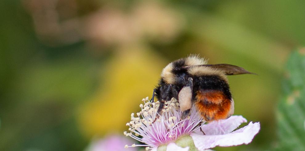 El proyecto LIFE PollinAction se presenta oficialmente en la Universidad Ca’ Foscari de Venecia