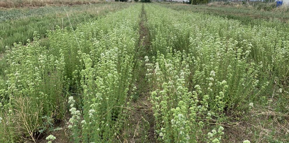 El proyecto europeo FoRuO inicia sus visitas técnicas en el Centro de Investigación y Tecnología Agroalimentaria de Aragón