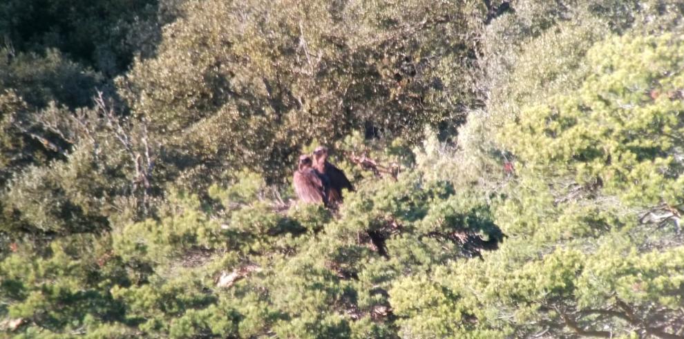 El buitre negro vuelve a criar en Aragón, tras más de un siglo de ausencia como reproductor 