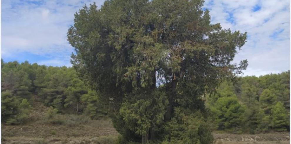 El Gobierno de Aragón declara tres nuevos 'Árboles Singulares' en la provincia de Huesca