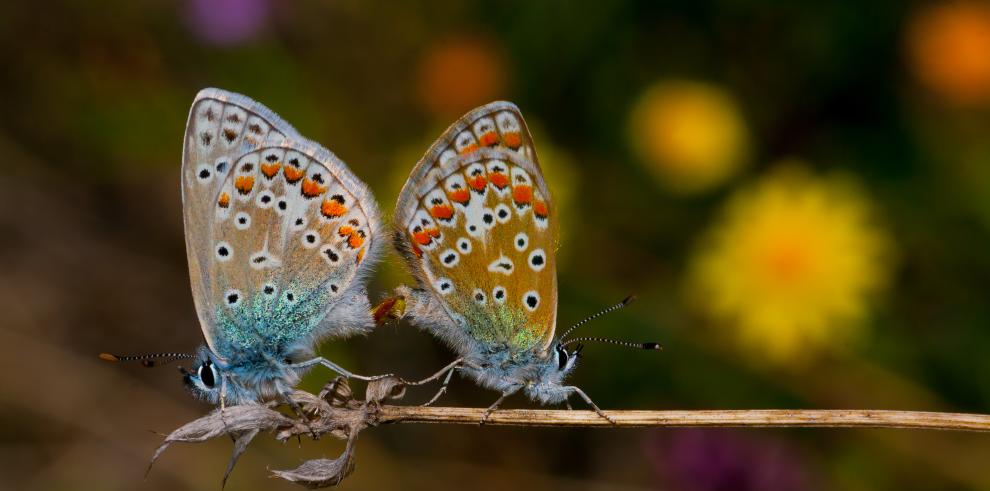 ¿Quieres ampliar tu conocimiento sobre la fauna pirenaica?