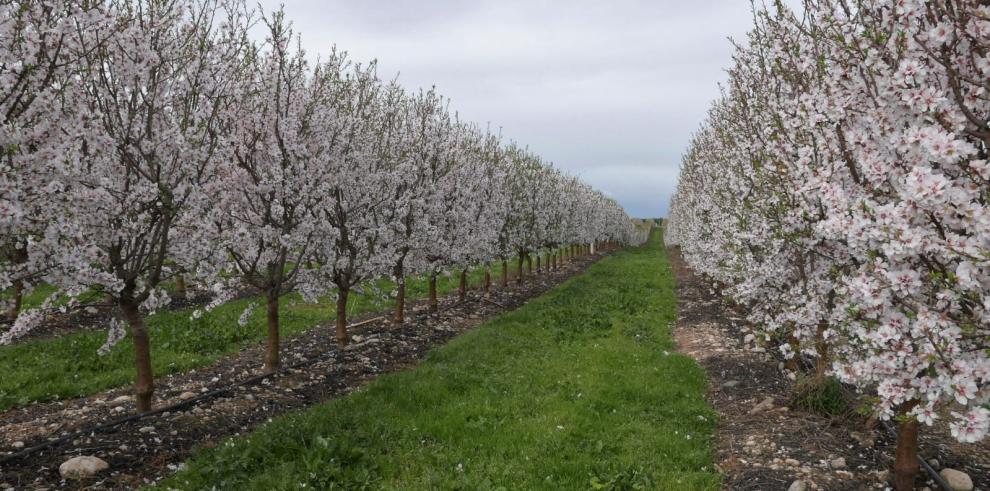 El CITA organiza la I Jornada técnica de Almendro Ecológico en Teruel