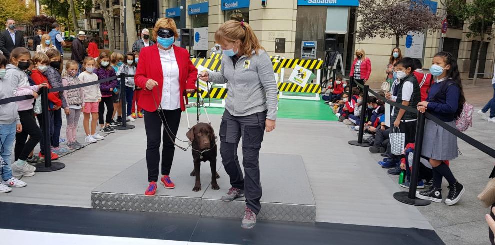 El Gobierno de Aragón trabaja en la ley para regular el uso de perros de asistencia para las personas con discapacidad en la Comunidad